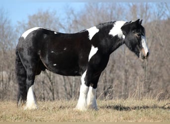 Gypsy Horse, Gelding, 8 years, Tobiano-all-colors