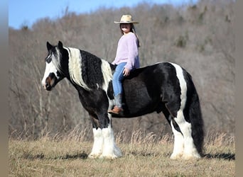 Gypsy Horse, Gelding, 8 years, Tobiano-all-colors