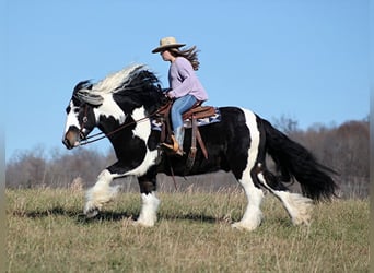 Gypsy Horse, Gelding, 8 years, Tobiano-all-colors