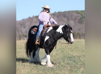 Gypsy Horse, Gelding, 8 years, Tobiano-all-colors