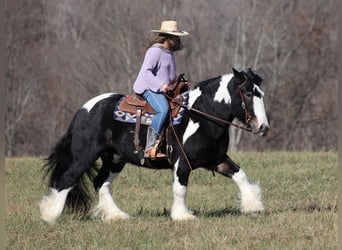 Gypsy Horse, Gelding, 8 years, Tobiano-all-colors