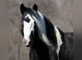 Gypsy Horse, Gelding, 8 years, Tobiano-all-colors