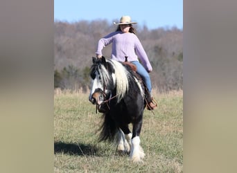 Gypsy Horse, Gelding, 8 years, Tobiano-all-colors