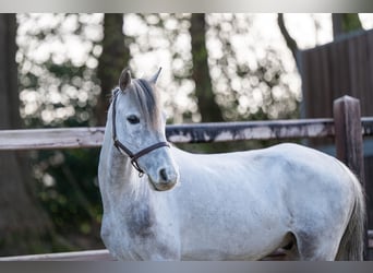 Gypsy Horse, Gelding, 9 years, 11,2 hh
