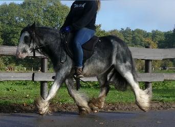Gypsy Horse, Gelding, 9 years, 12.1 hh, Gray-Dark-Tan