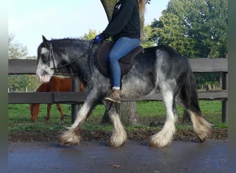 Gypsy Horse, Gelding, 9 years, 12.1 hh, Gray-Dark-Tan