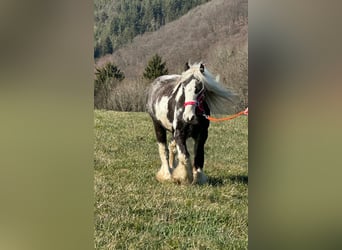 Gypsy Horse, Gelding, 9 years, 12,2 hh, Pinto