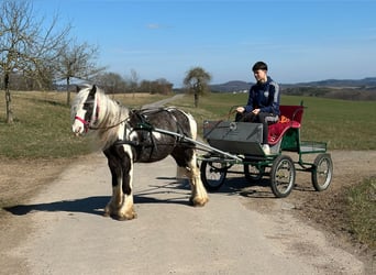 Gypsy Horse, Gelding, 9 years, 12,2 hh, Pinto