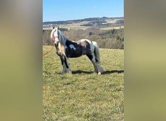 Gypsy Horse, Gelding, 9 years, 12,2 hh, Pinto