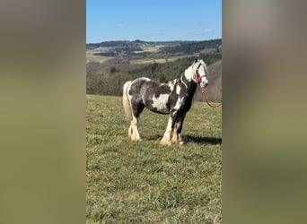 Gypsy Horse, Gelding, 9 years, 12,2 hh, Pinto