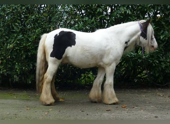 Gypsy Horse, Gelding, 9 years, 12.2 hh, Pinto