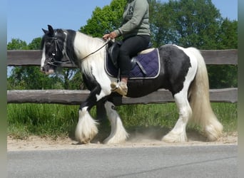 Gypsy Horse, Gelding, 9 years, 12.2 hh, Pinto