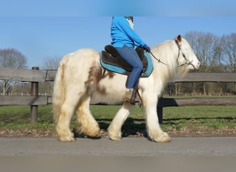 Gypsy Horse, Gelding, 9 years, 12.3 hh, Pinto
