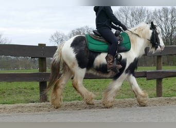 Gypsy Horse, Gelding, 9 years, 12,3 hh, Pinto