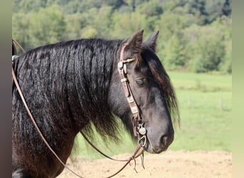 Gypsy Horse, Gelding, 9 years, 13.1 hh, Black