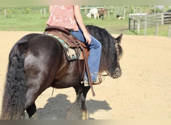 Gypsy Horse, Gelding, 9 years, 13.1 hh, Black