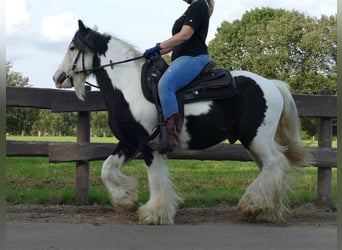 Gypsy Horse, Gelding, 9 years, 13.1 hh, Pinto