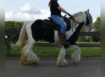 Gypsy Horse, Gelding, 9 years, 13.1 hh, Pinto