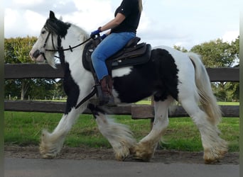 Gypsy Horse, Gelding, 9 years, 13.1 hh, Pinto