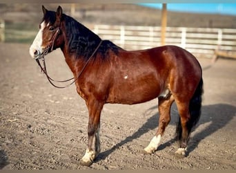 Gypsy Horse Mix, Gelding, 9 years, 13.2 hh, Bay