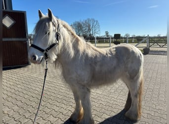 Gypsy Horse, Gelding, 9 years, 13.2 hh, Grey