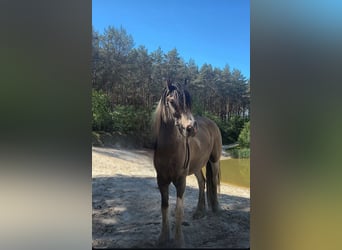 Gypsy Horse, Gelding, 9 years, 13.2 hh, Pinto