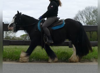 Gypsy Horse, Gelding, 9 years, 13 hh, Black