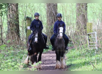 Gypsy Horse, Gelding, 9 years, 13,1 hh, Black