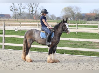 Gypsy Horse, Gelding, 9 years, 13,1 hh, Black