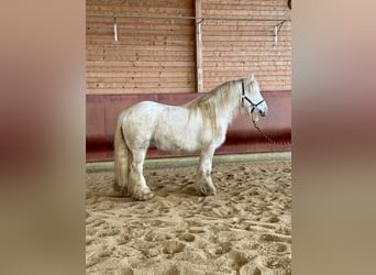 Gypsy Horse, Gelding, 9 years, 13,1 hh, Pinto