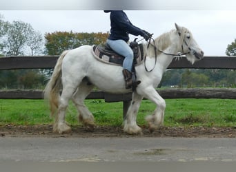 Gypsy Horse, Gelding, 9 years, 13,2 hh, Grey
