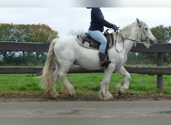 Gypsy Horse, Gelding, 9 years, 13,2 hh, Grey