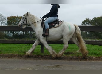 Gypsy Horse, Gelding, 9 years, 13,2 hh, Grey