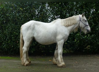 Gypsy Horse, Gelding, 9 years, 13,2 hh, Grey