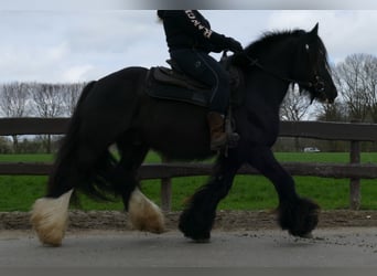 Gypsy Horse, Gelding, 9 years, 14.1 hh, Black