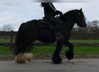 Gypsy Horse, Gelding, 9 years, 14.1 hh, Black