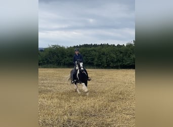 Gypsy Horse, Gelding, 9 years, 14.1 hh, Pinto