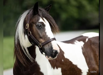 Gypsy Horse, Gelding, 9 years, 14.1 hh, Tobiano-all-colors