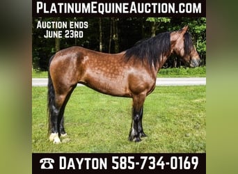 Gypsy Horse, Gelding, 9 years, 14.2 hh, Bay