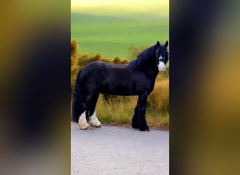 Gypsy Horse, Gelding, 9 years, 14.2 hh, Black