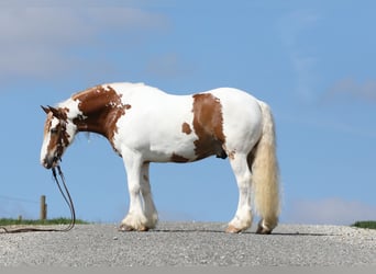 Gypsy Horse Mix, Gelding, 9 years, 14.2 hh, Tobiano-all-colors