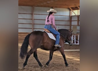 Gypsy Horse Mix, Gelding, 9 years, 14.3 hh, Bay