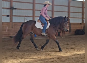 Gypsy Horse Mix, Gelding, 9 years, 14.3 hh, Bay