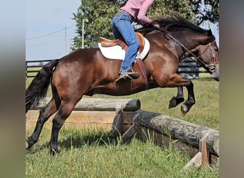Gypsy Horse Mix, Gelding, 9 years, 14.3 hh, Bay