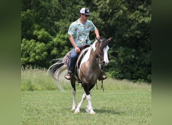 Gypsy Horse, Gelding, 9 years, 14.3 hh, Grullo