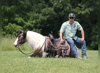 Gypsy Horse, Gelding, 9 years, 14.3 hh, Grullo
