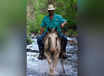 Gypsy Horse, Gelding, 9 years, 14 hh, Chestnut