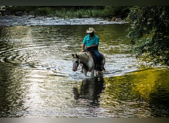 Gypsy Horse, Gelding, 9 years, 14 hh, Chestnut