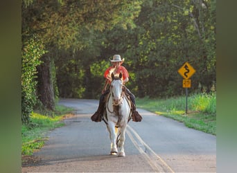 Gypsy Horse, Gelding, 9 years, 14 hh, Chestnut