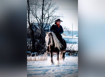 Gypsy Horse, Gelding, 9 years, 14 hh, Gray-Dapple